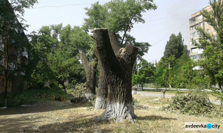 Обрезка деревьев оголила раны прифронтовой Авдеевки (ФОТО)