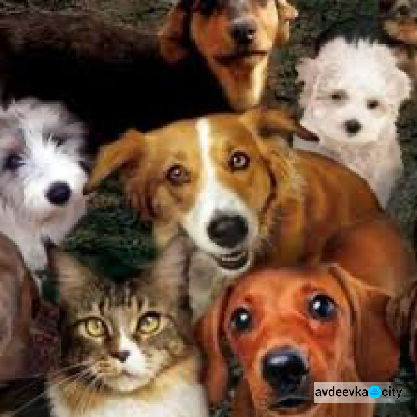 Европарламент призывает запретить нелегальную продажу котов и собак