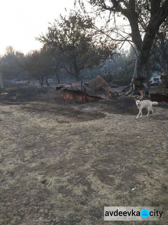 Пожар, начавшийся с горения травы, стер с лица земли село в Донецкой области (ФОТО)