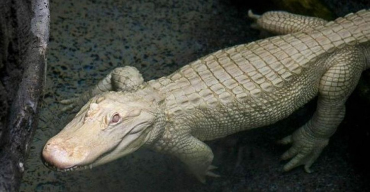 В зоопарке США появился редчайший крокодил  (ФОТО+ВИДЕО)