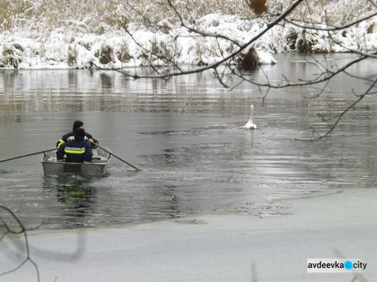В Донецкой области из ледяной ловушки спасли лебедя с раненым крылом (ФОТО)
