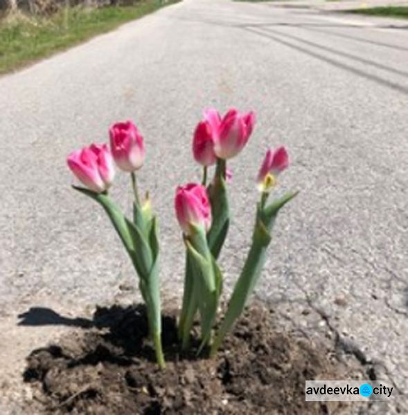 Чтобы бороться с ямами на дорогах, люди сажают в них цветы (ФОТО)