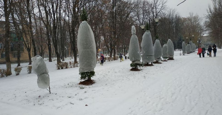 В Авдеевке спасают деревья от морозов (ФОТОФАКТ)