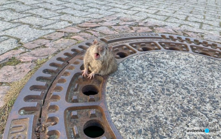 В Германии бригада пожарных спасла толстую крысу (ФОТО+ВИДЕО)
