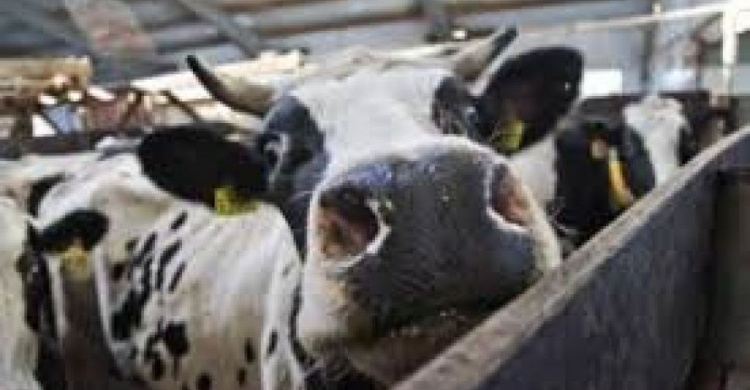 В Донецкой области корова погибла из-за бешенства: введен карантин