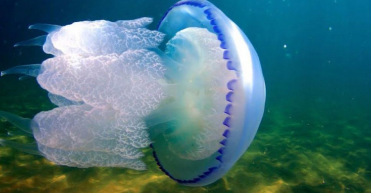 Нашествие медуз. Как корнероты и аурелии превратили Азовское море в кисель и когда это закончится