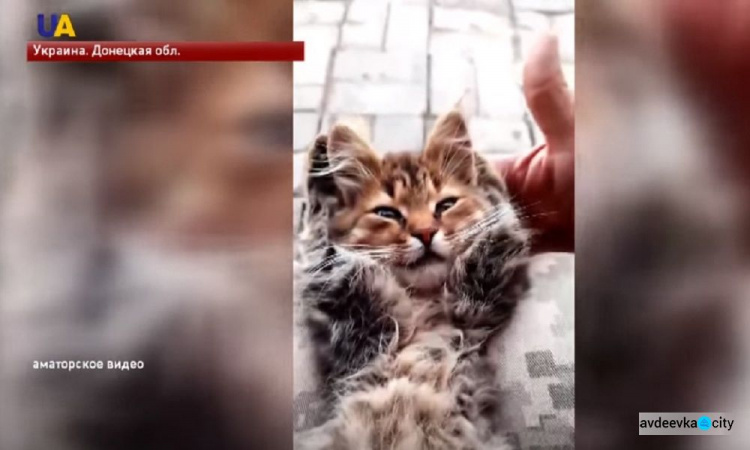 Война на Донбассе: в Авдеевке увековечили память кошки-спасительницы (ФОТО + ВИДЕО)