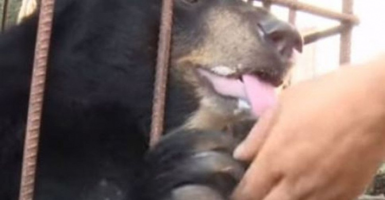 Бездомный щенок, принесенный домой, вырос и оказался медведем (ФОТО+ВИДЕО)