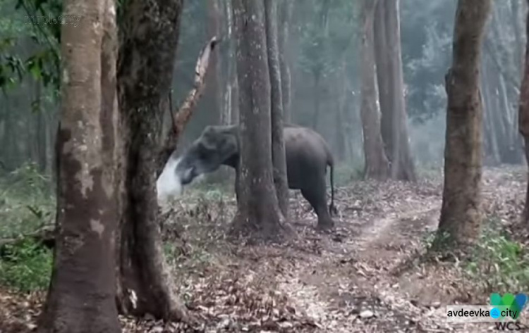 Извергающую дым слониху сняли на видео (ФОТО+ВИДЕО)
