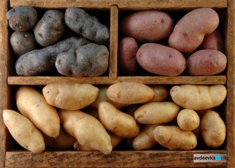 В Украине не осталось картофеля на посадку