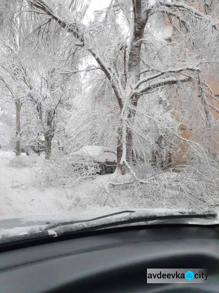 Поваленные деревья и сломанные ветки: последствия сильного снегопада в Авдеевке