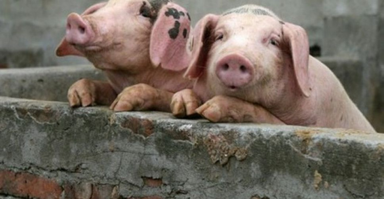 На Донетчине зарегистрирован новый случай африканской чумы свиней