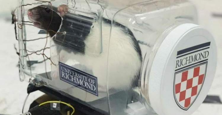 Ученые научили крыс водить маленькие машинки (ФОТО+ВИДЕО)