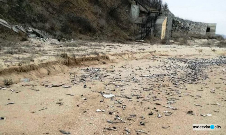 В Азовском море массово гибнет бычок: причины выясняются