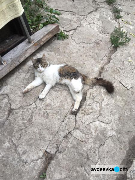 В Авдеевке ищут дом для кота-инвалида (ФОТО)