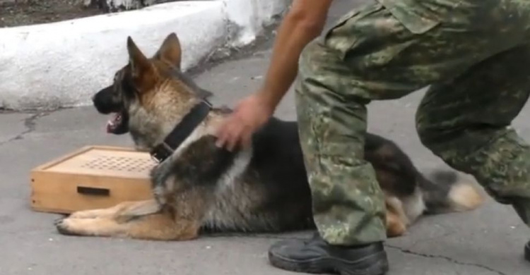 В Авдеевке пес прошел по следу более 5 км и привел к месту, где спрятался убийца (ВИДЕО)