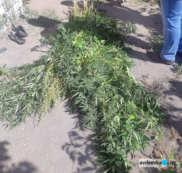 В Авдеевке полицейские ликвидировали наркотическую мини-плантацию