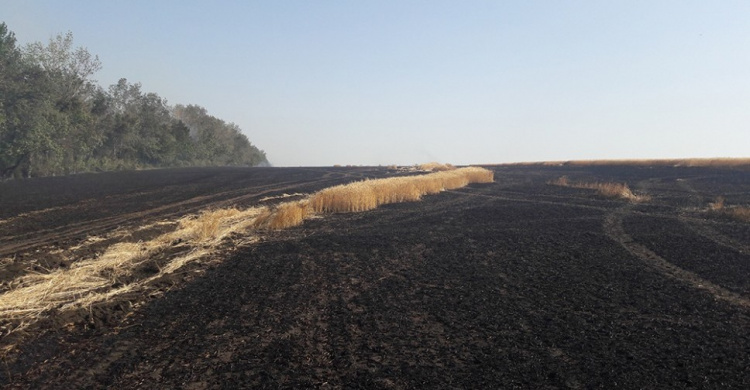 Масштабный пожар ликвидирован на пшеничном поле в Донецкой области (ФОТО)