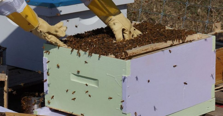 Дотацию за пчелосемьи получили четыре авдеевских пасечника