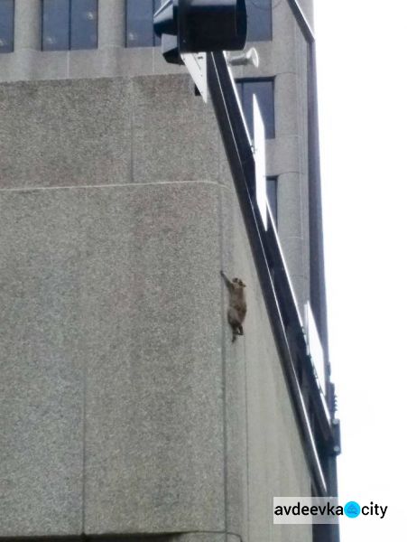 В США енот забрался по стене на крышу небоскреба (ФОТО+ВИДЕО)