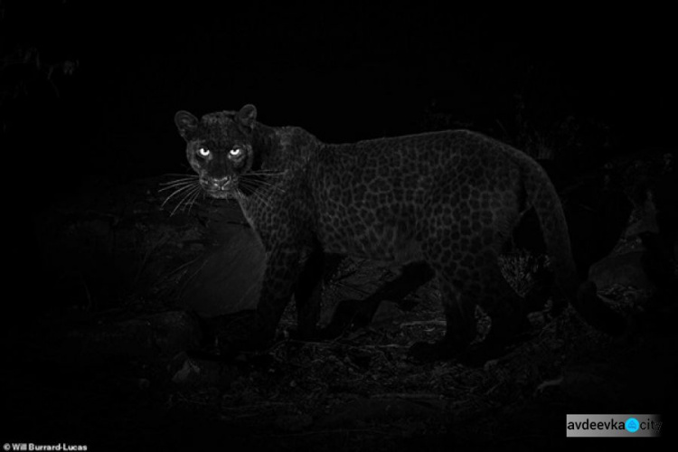 В Кении впервые за столетие сняли черного леопарда (ФОТО+ВИДЕО)
