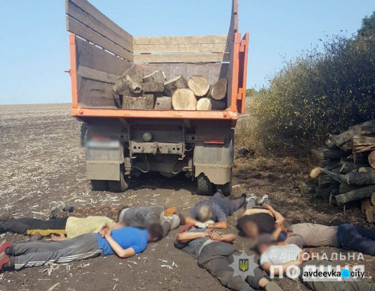 «Черные» лесорубы уничтожили в Донецкой области деревьев на 4 млн гривен