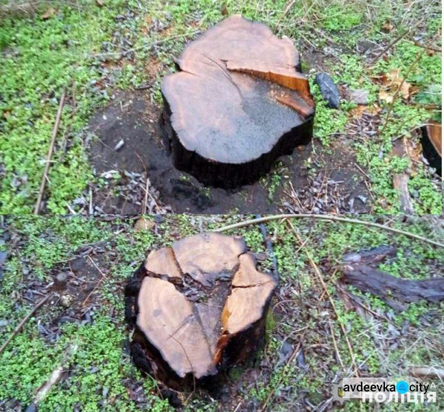 Полицейские выявили трех "черных лесорубов" из Авдеевки  (ФОТО)