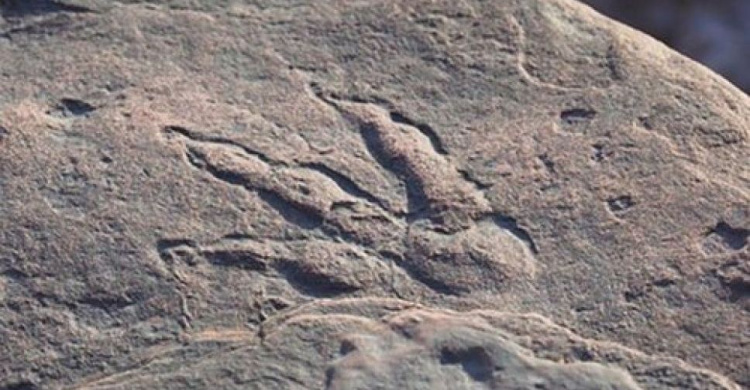 Четырехлетняя девочка нашла след динозавра на пляже: ему около 220 млн лет