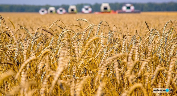Украина собрала рекордный урожай ранних зерновых
