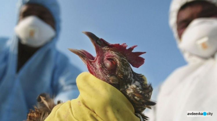 Вспышка птичьего гриппа в Донецкой области: на карантин закрыли целое село ( ВИДЕО)