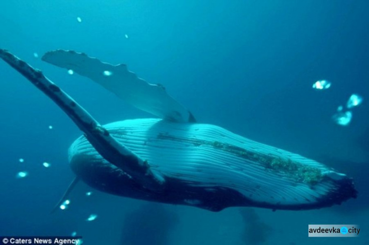 Дайвер снял ролик с горбатым китом (ФОТО+ВИДЕО)