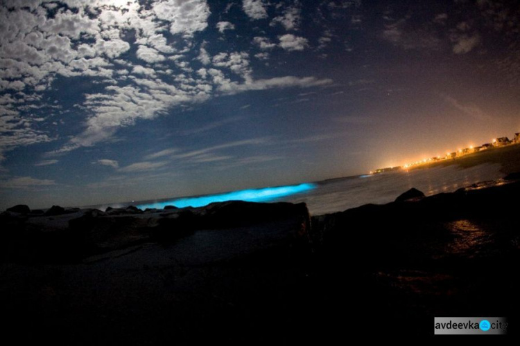 В Калифорнии начал светиться океан (ФОТО+ВИДЕО)