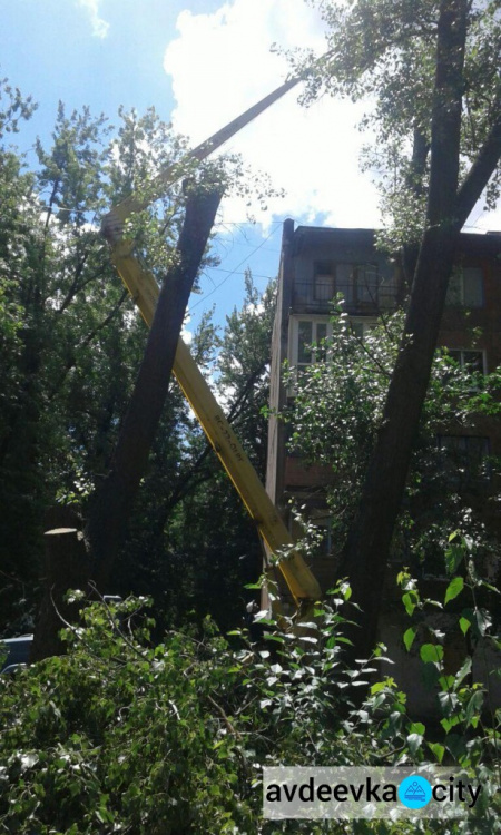 Обрезка деревьев Авдеевке в самом разгаре (ФОТОФАКТ)