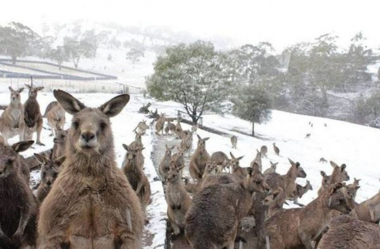 Холодная зима в Австралии: кенгуру резвятся в снегу (ФОТО+ВИДЕО)