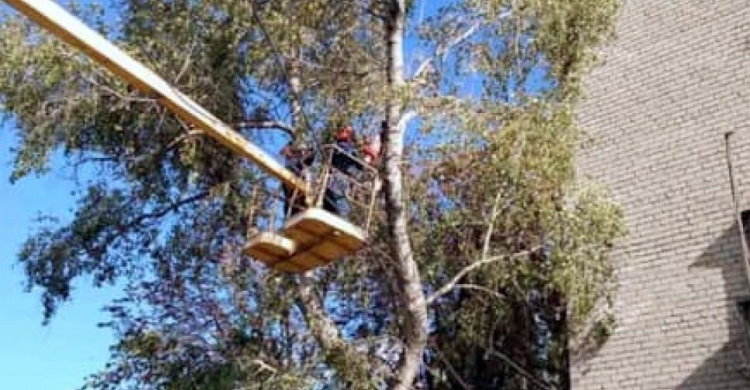 В Авдеевке коммунальщики удаляют аварийные деревья