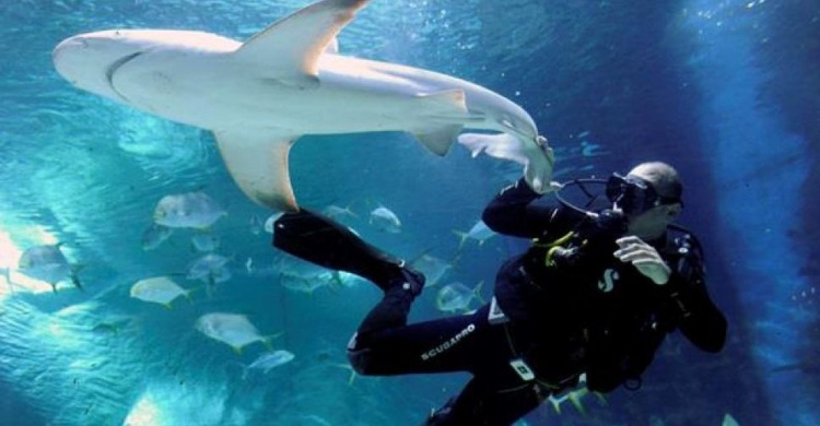 Дайвер залез в пасть к акуле и спас ей жизнь (ВИДЕО)