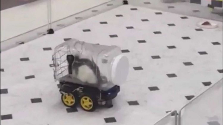 Ученые научили крыс водить маленькие машинки (ФОТО+ВИДЕО)