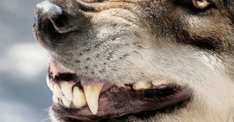 В Авдеевке очередной случай нападения собаки на человека (ФОТОФАКТ)