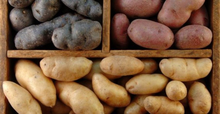 В Украине не осталось картофеля на посадку