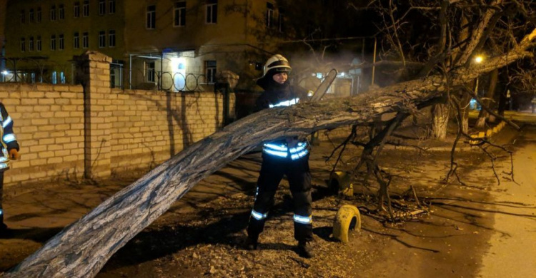 Шквальный ветер валил деревья в Донецкой области (ФОТО)