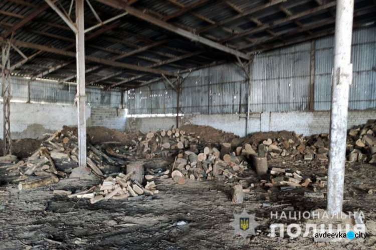«Черные» лесорубы уничтожили в Донецкой области деревьев на 4 млн гривен