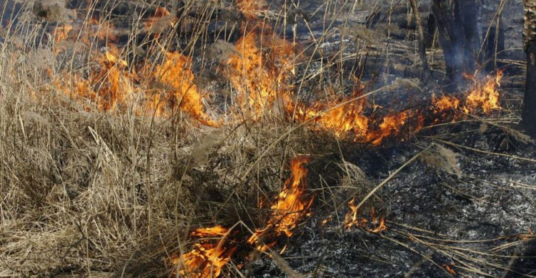 Огненная волна: горели 6 районов и 4 города Донетчины