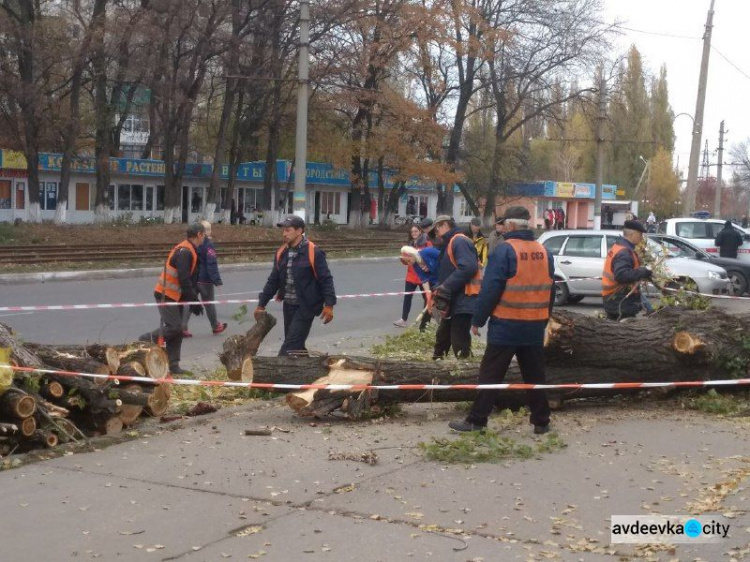 Коммунальщики спилили дерево в центре Авдеевки:  многие горожане недовольны (ФОТО)
