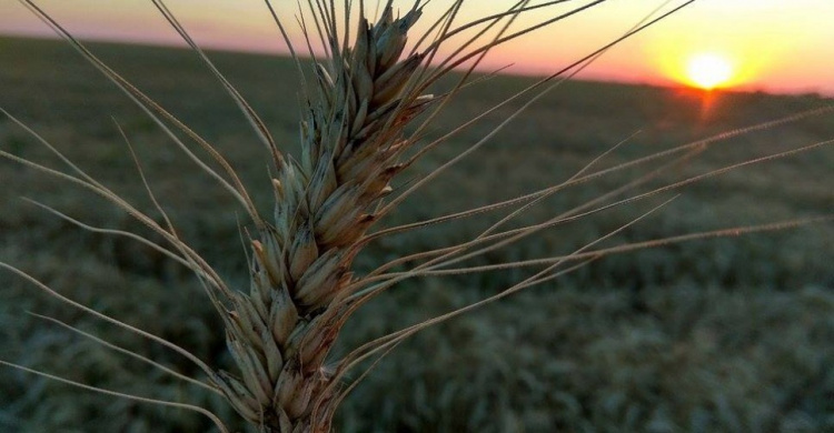 Аграрии Донецкой области собрали первый миллион тонн зерновых