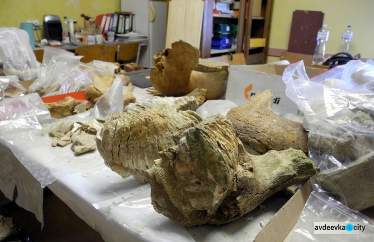 У Чернівецькій області знайшли зуб мамонта віком близько 300 тисяч років