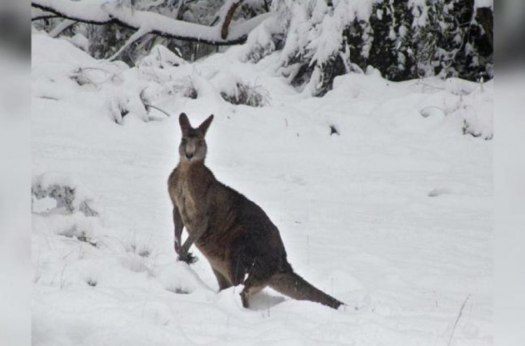 Холодная зима в Австралии: кенгуру резвятся в снегу (ФОТО+ВИДЕО)