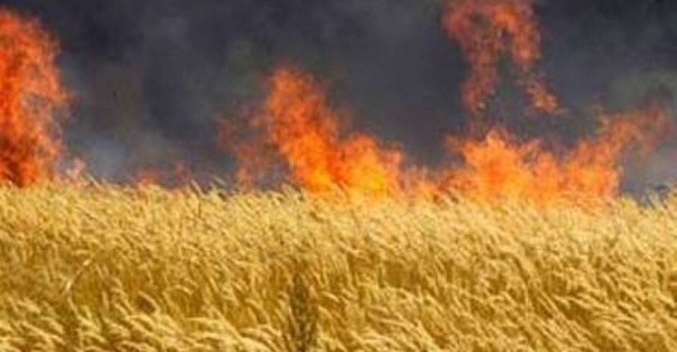 В Донецкой области сгорело около 40 гектаров пшеницы