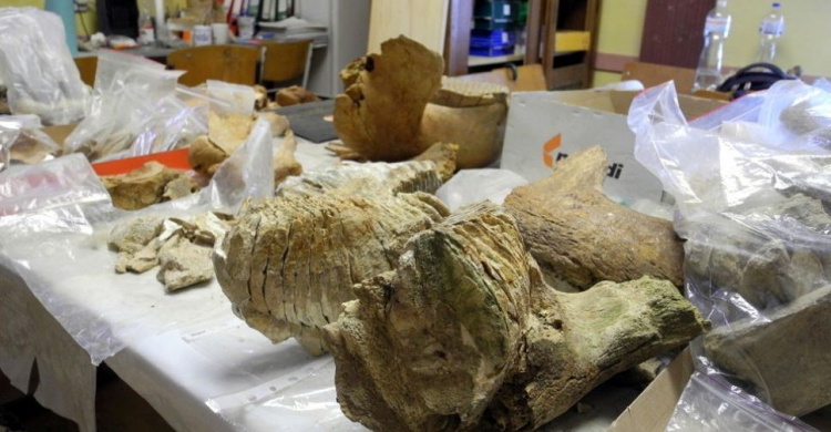У Чернівецькій області знайшли зуб мамонта віком близько 300 тисяч років