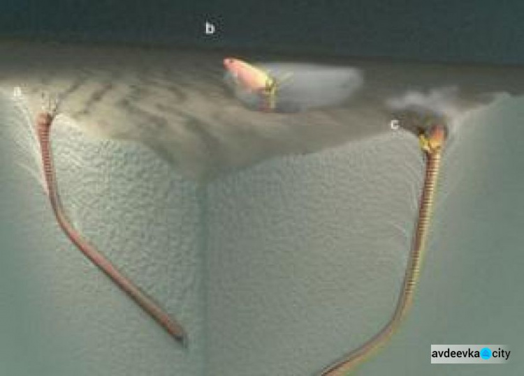 Ученые нашли логово подводного червя - жил 20 млн лет назад и перегрызал жертву пополам