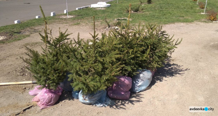 В Авдеевке высаживают «зеленые подарки»: опубликованы фото